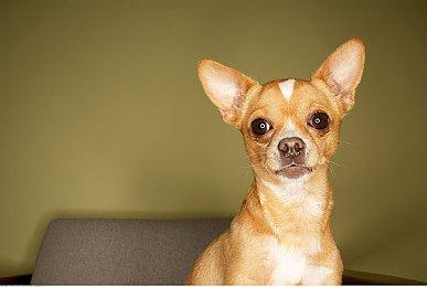 像素独立模拟游戏《野猫物语》4月28日登陆PS4